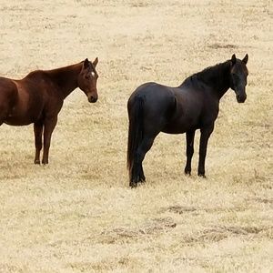 Meet your Posher, Sandy